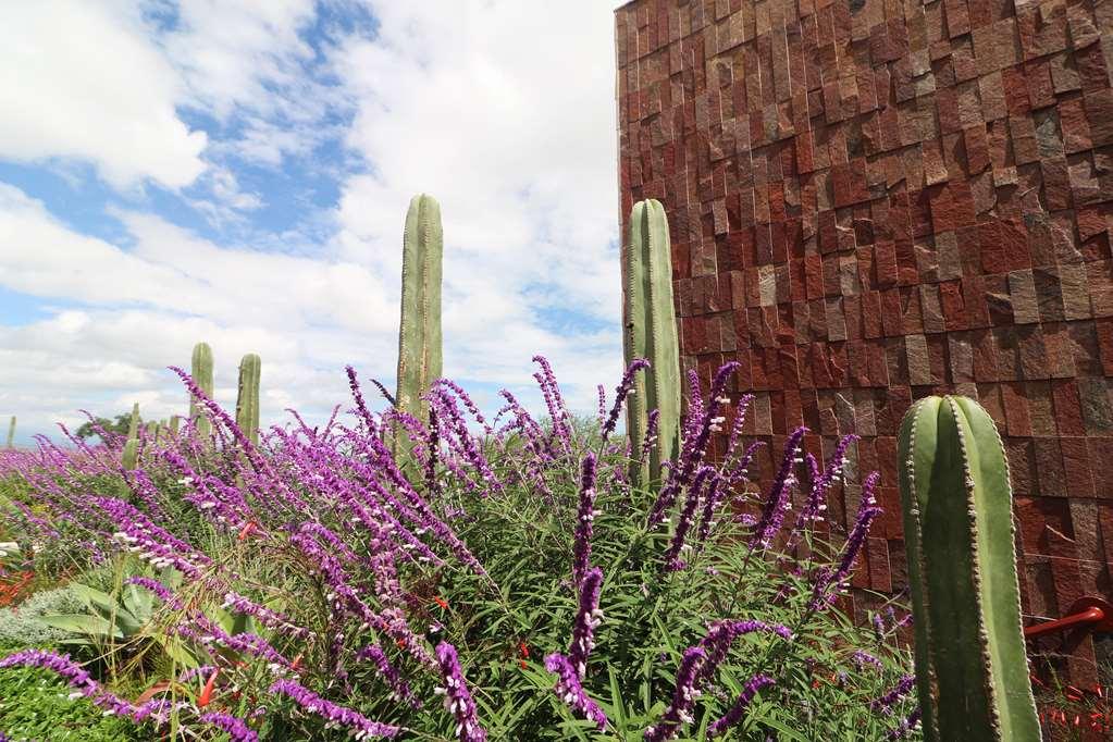Albor San Miguel De Allende Tapestry Collection By Hilton Εξωτερικό φωτογραφία